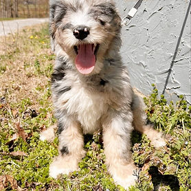 starr week 9 mama bijou.jpgpic.jpg2.jpg