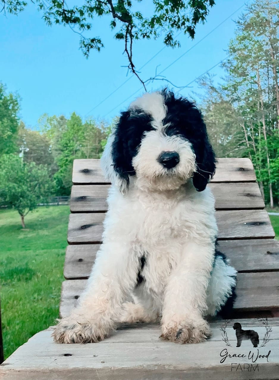 Mini Sheepadoodles | Grace Wood Farm
