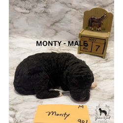MONTY - MALE_20260601_232647_0000