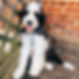 Sheepadoodle