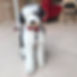 Sheepadoodle