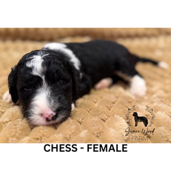 CHESS - FEMALE_20260601_221520_0000 (1)