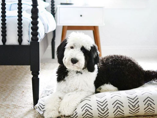 Why Good Sheepadoodle Breeders Won’t Let You Visit
