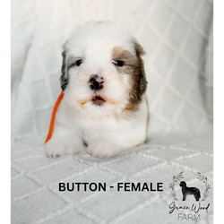 BUTTON_20260316_183727_0000