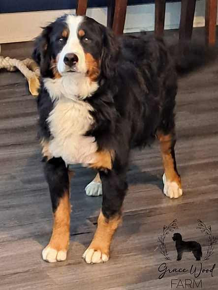 Mama Gracie Pic.jpg