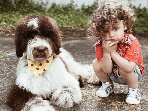 Our Best Advice For How To Avoid Puppy Scams Online When Shopping for a Puppy