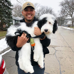 Sheepadoodle (2)