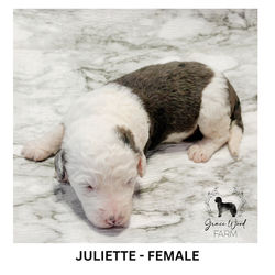 JULIET - FEMALE_20260602_010515_0000