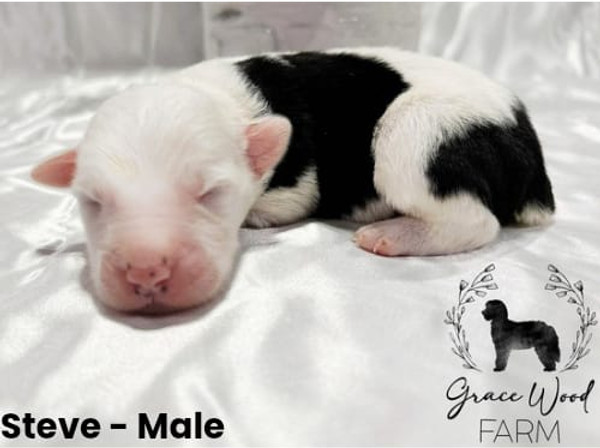 STEVE WEEK 1 PIC.jpg