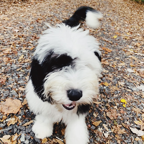Mini Sheepadoodle