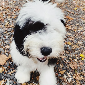 Mini Sheepadoodle