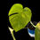 Thumbnail: Monstera Aurea tip