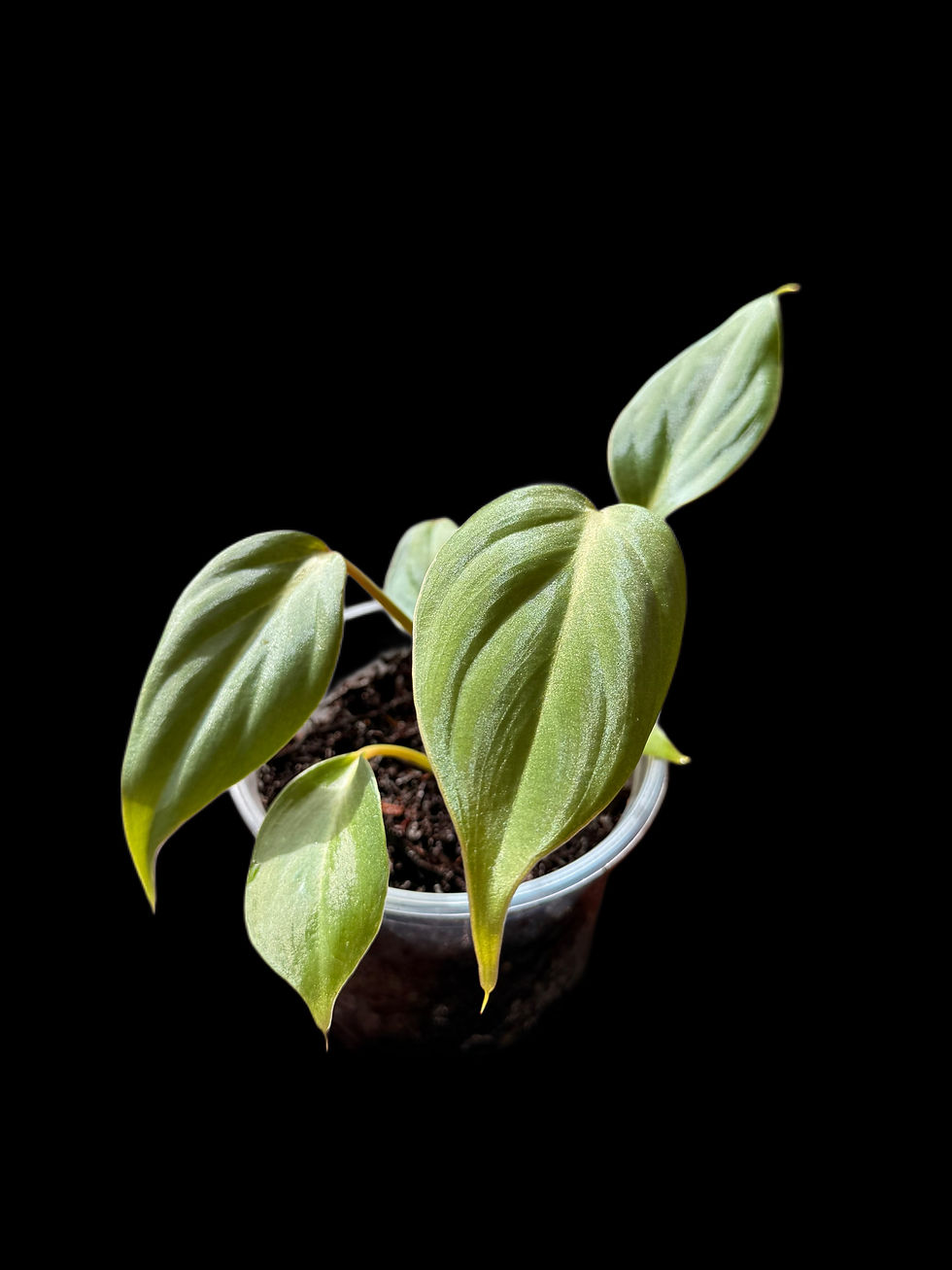 Thumbnail: Philodendron Gloriosum