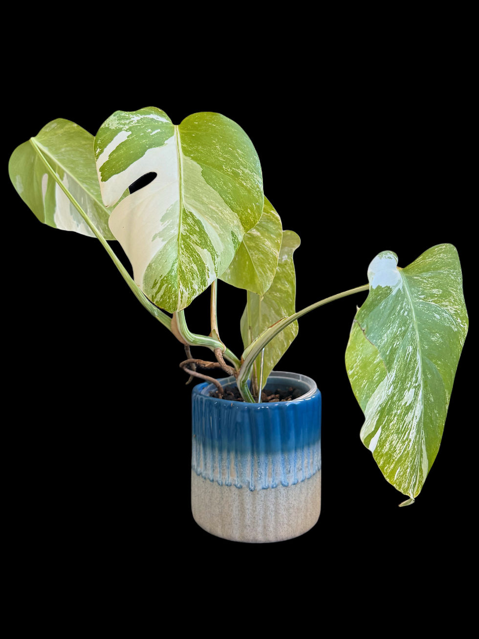 Med. Var. Monstera Albo