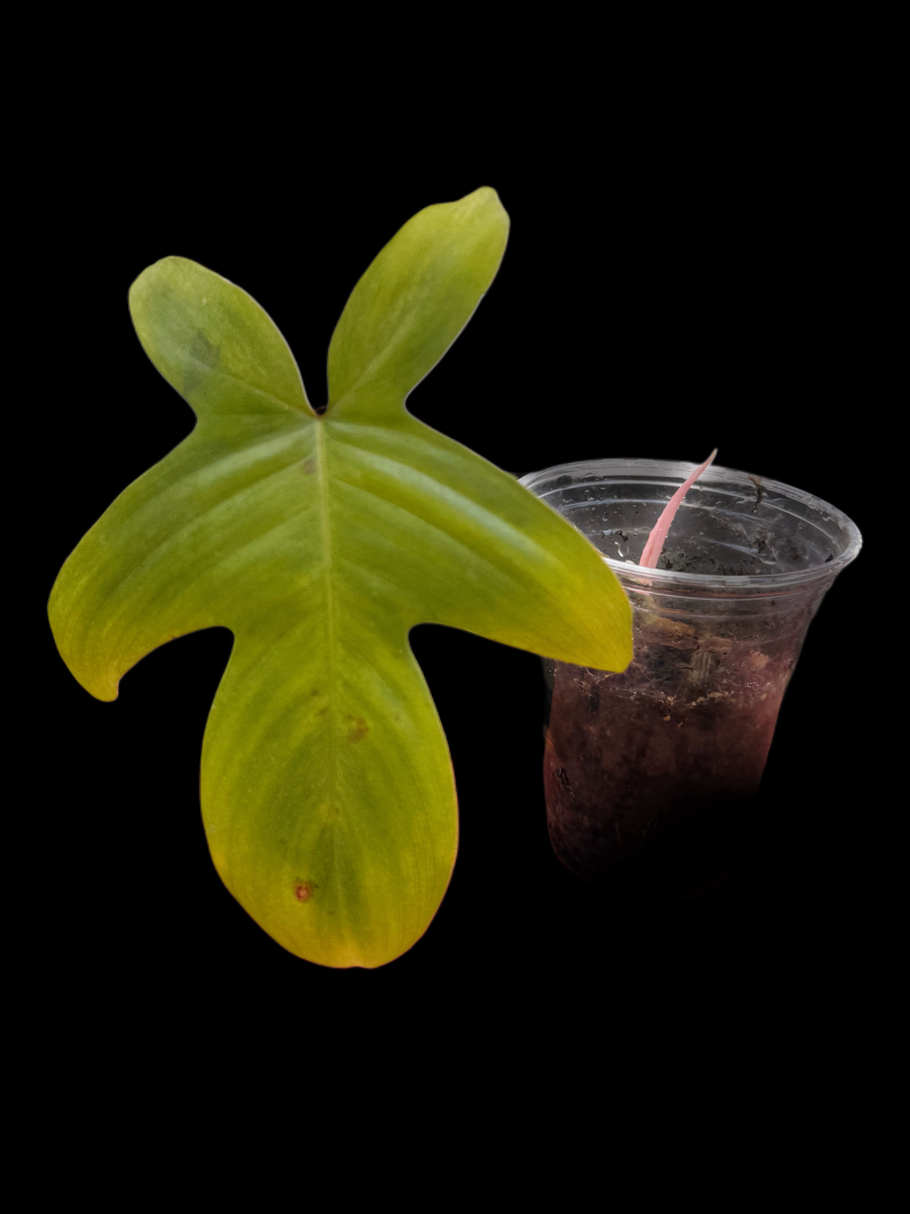 Philodendron Florida Ghost Tip