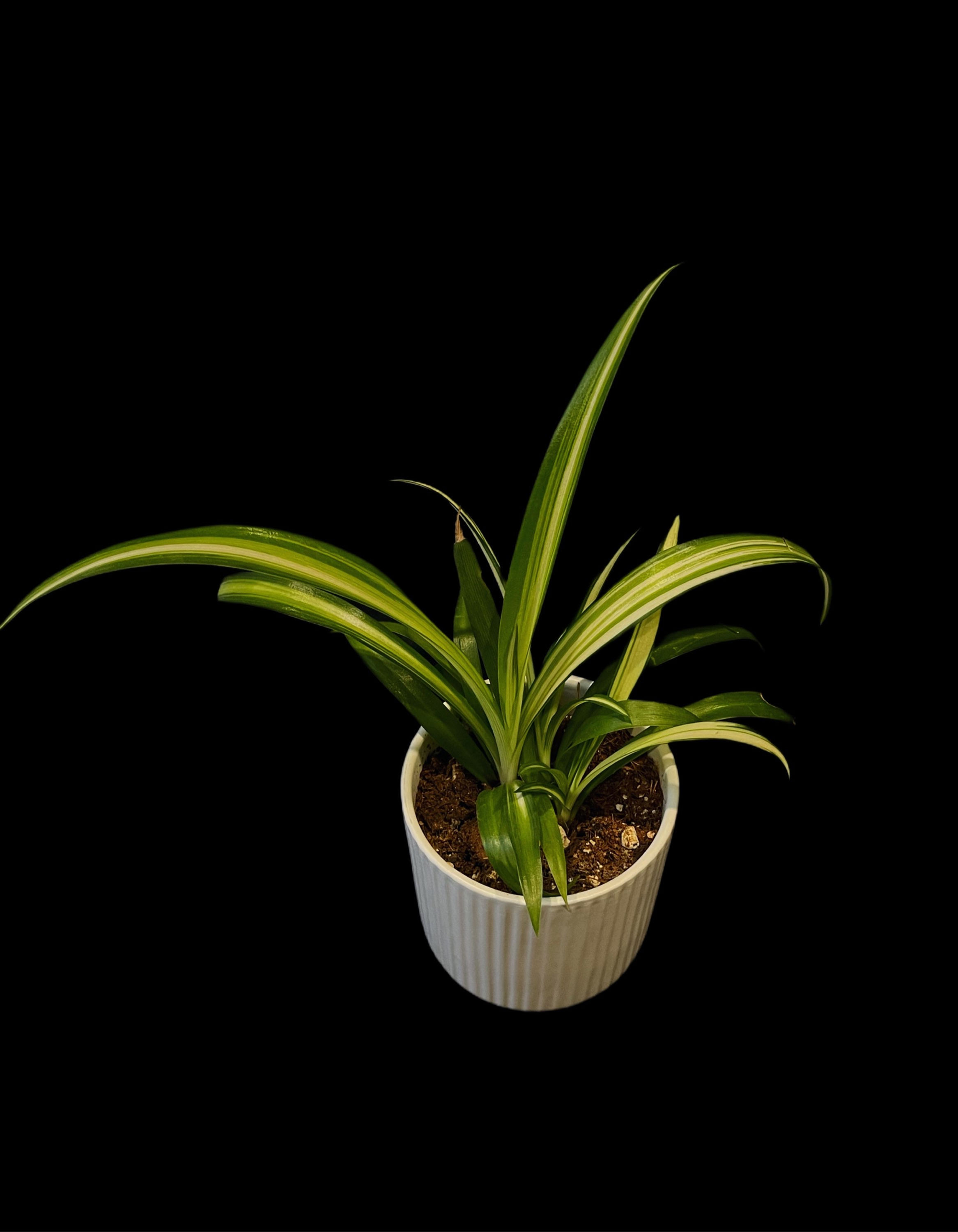 Spider Plant