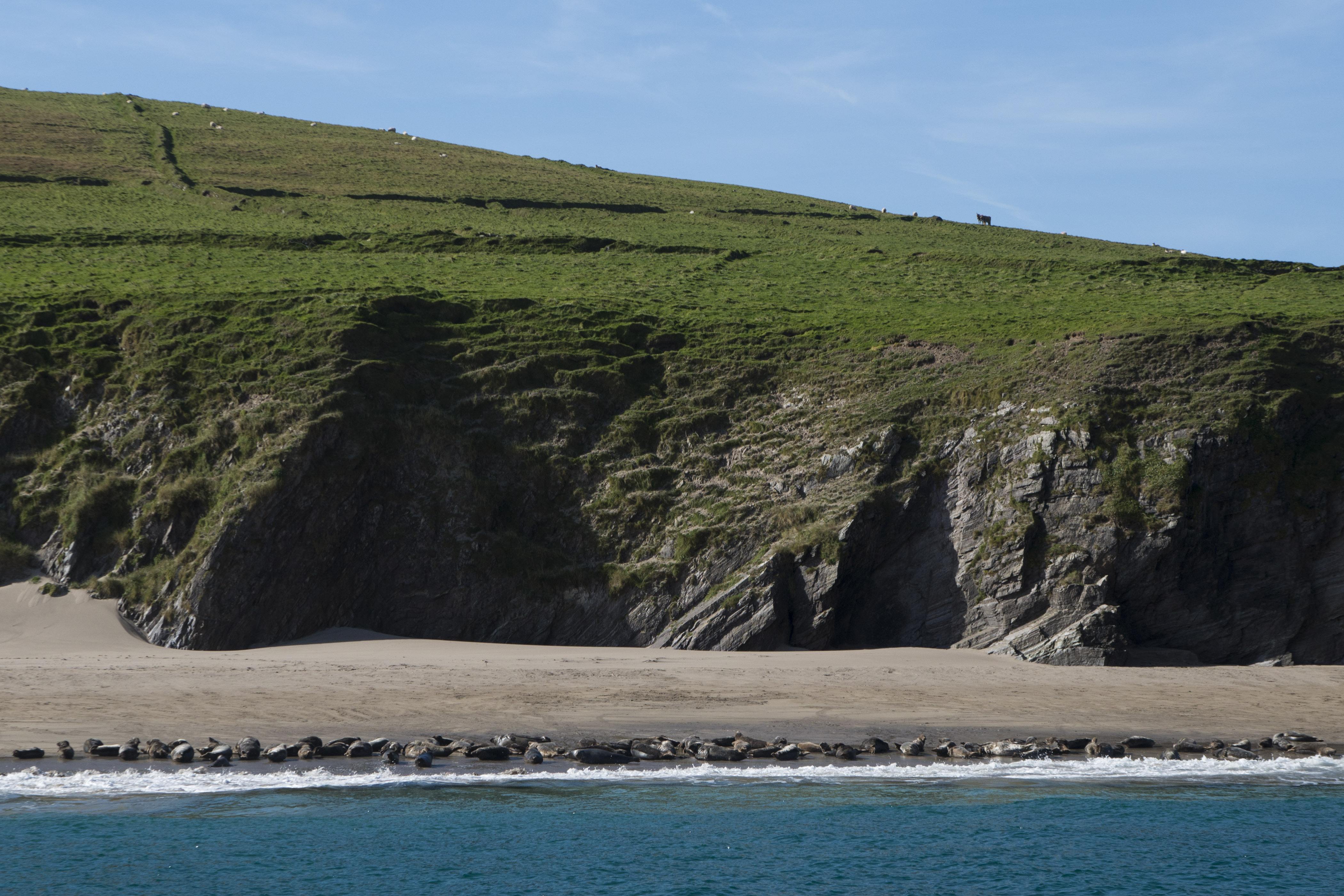 Cows, sheep and SEALS!