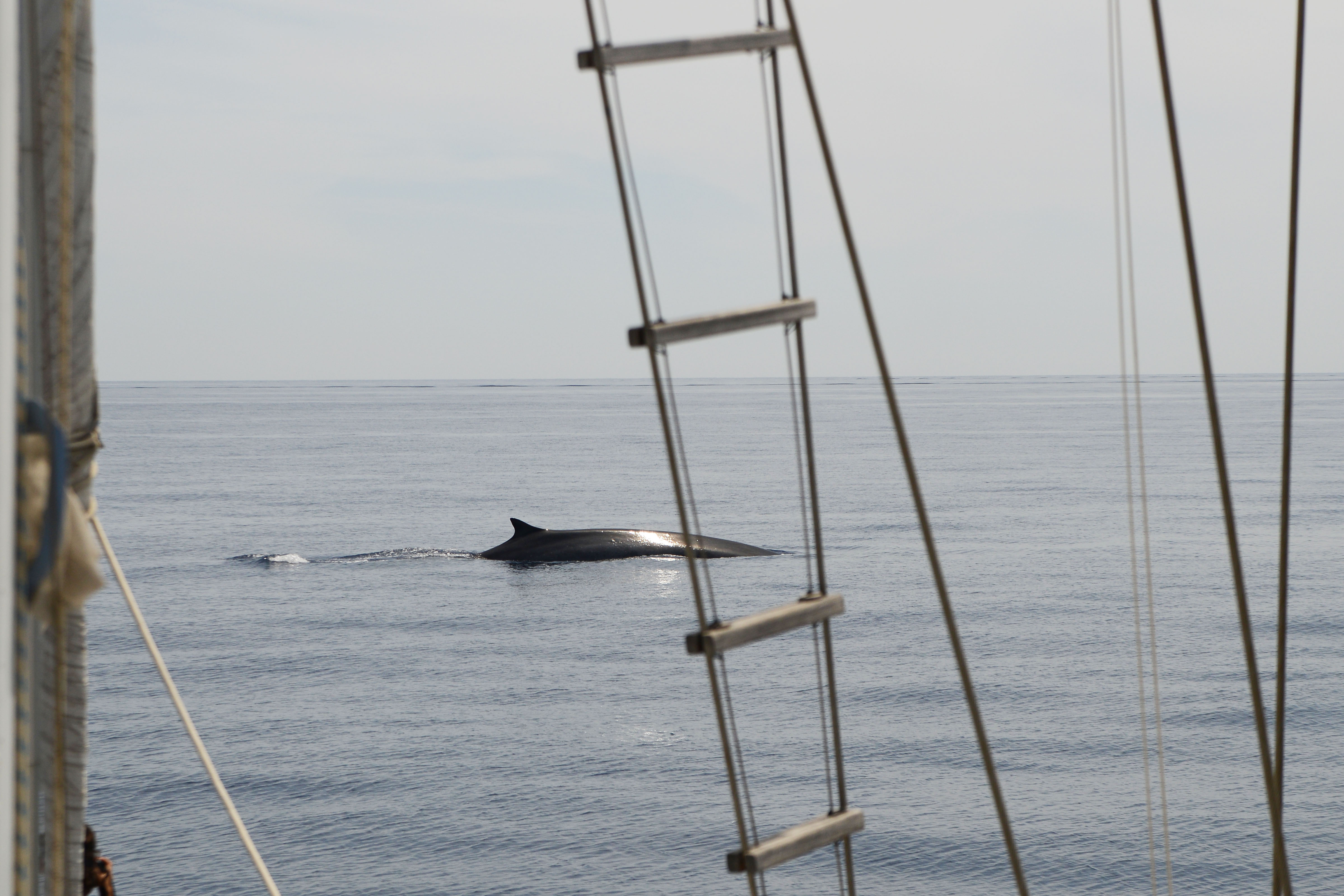 Sailing with fin whales