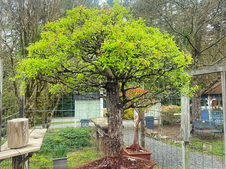 Smith-Gilbert Gardens