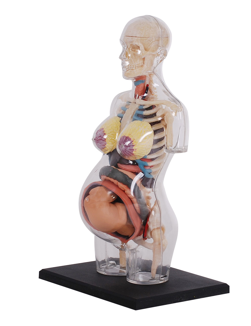 Thumbnail: 8" Transparent Pregnancy Torso Anatomy Model(626109)
