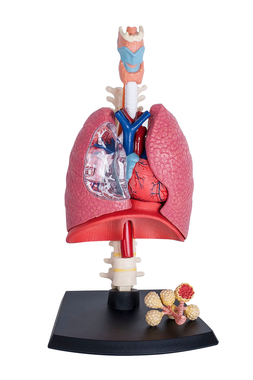 Thumbnail: Respiration System 1:3 (26082）