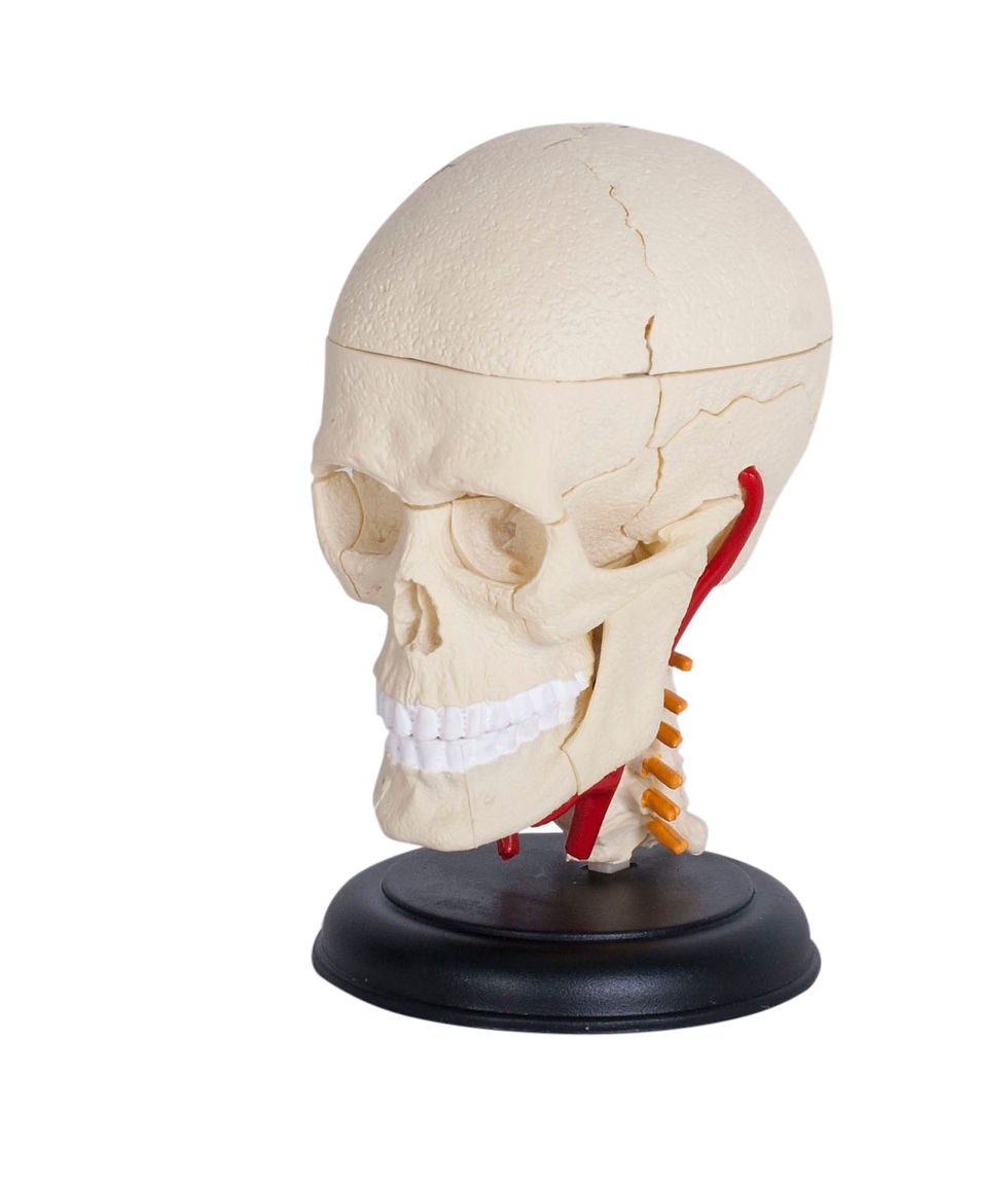 Thumbnail: Cranial Nerve Skull Anatomy Model (626005)