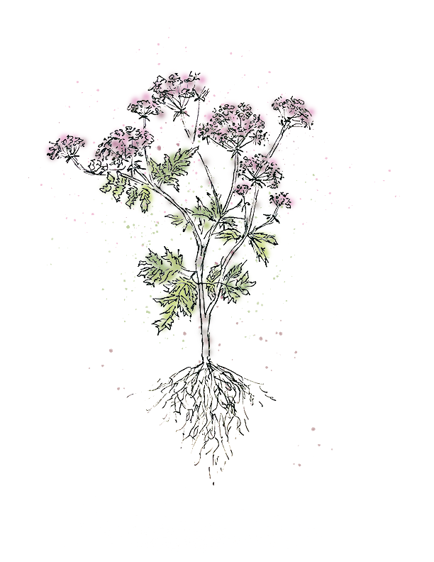 Joe Pye Weed.png