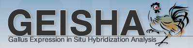 geisha_logo