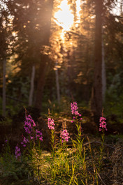 Yukon Territory, Canada photographer, travel, landscape, views, arctic, summer, winter, fall, roadtrip, road trip, scenic, prints, for sale, office, home, art, paintings, canada artist, canadian, artwork, paint