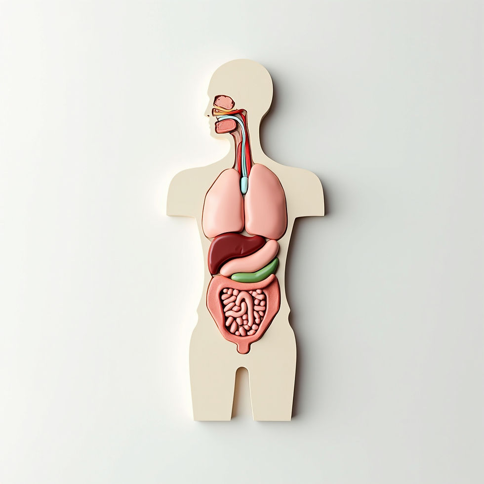 Human Anatomy Chart