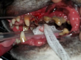 dentalbefore.jpg