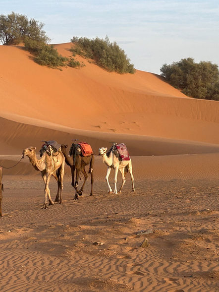 Image of camels in the Sahara Desert behind a luxury camp in Merzouga, Morocco.