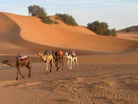 Image of camels in the Sahara Desert behind a luxury camp in Merzouga, Morocco.