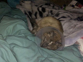 Photos of our Shelter Cat's Recovery