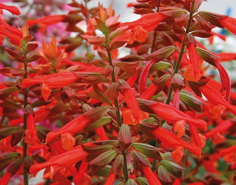 Salvia Selma Salmon