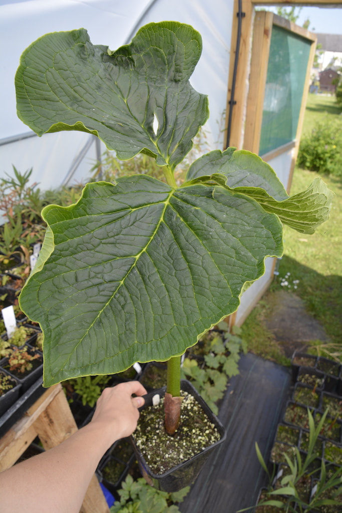 Arisaema speciosum