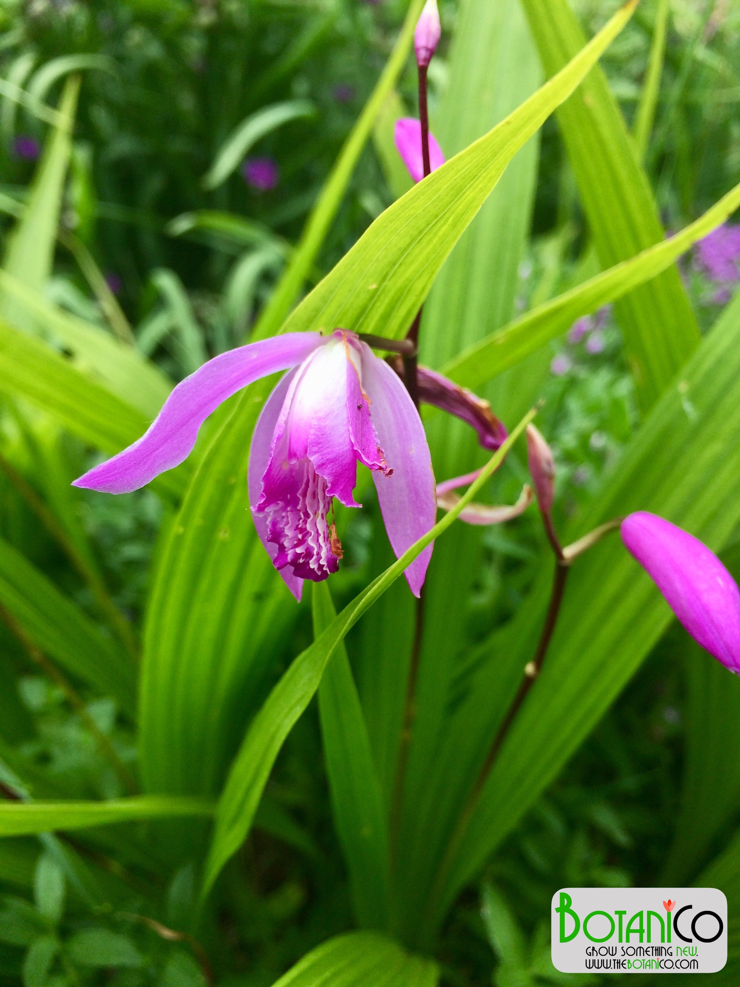 Bletilla striata