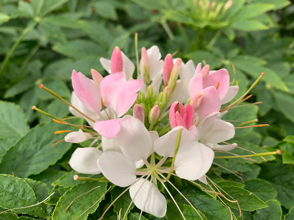 Cleome spinosa 'Kelly Pink'