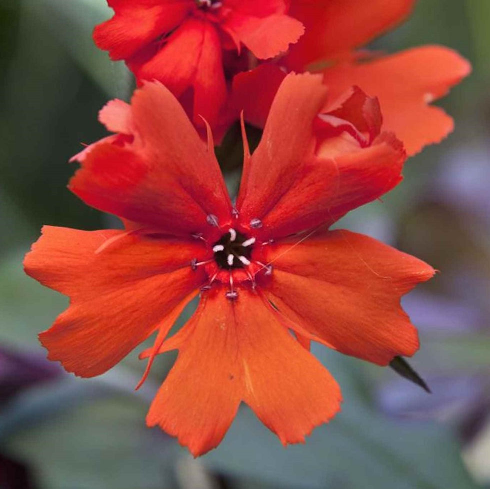 Lychnis x arkwrightii Orange Zwerg