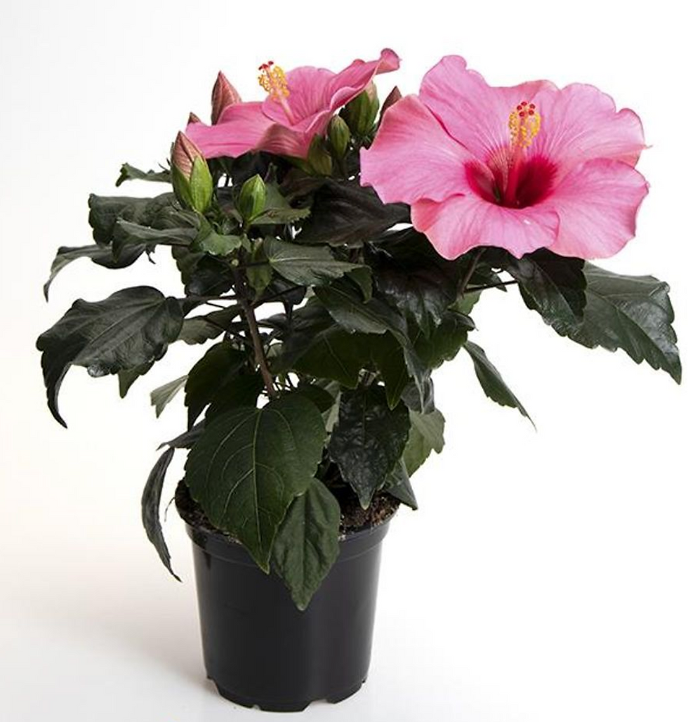 Hibiscus Adonicus Pink