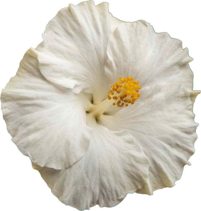 Hibiscus D-Tahiti® Heukea