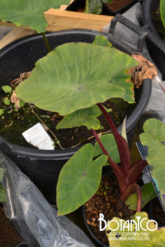 Colocasia &lsquo;Sangria&rsquo; | Botanico