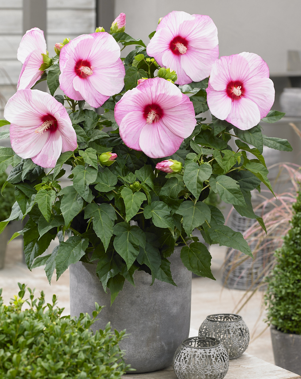 Hibiscus 'Cloudy Pink'