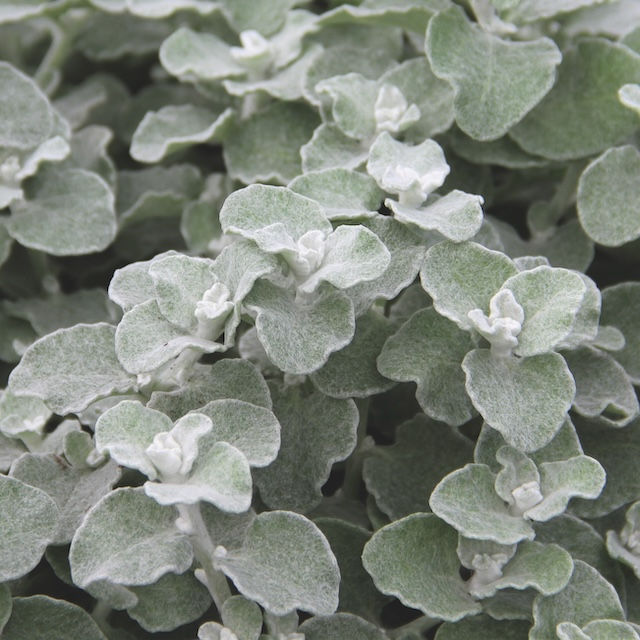 Helichrysum petiolare