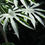 Thumbnail: Fatsia polycarpa 'Green Fingers'