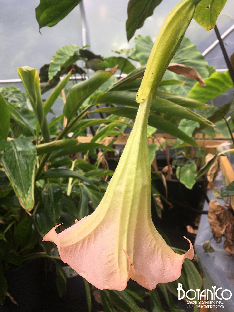 Brugmansia 'Pink'
