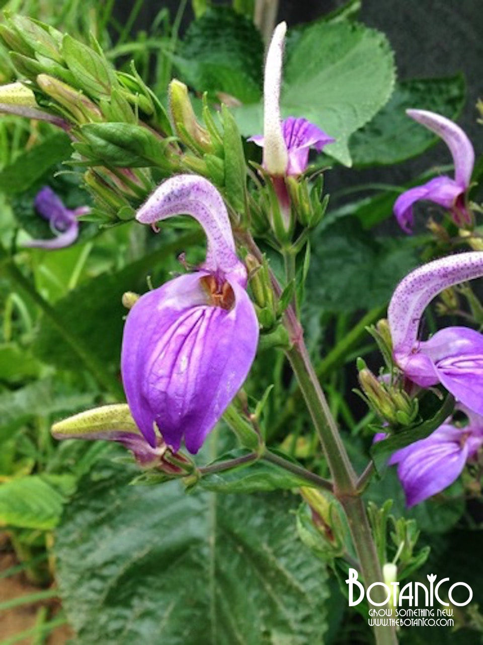 Brillantaisia subulugurica