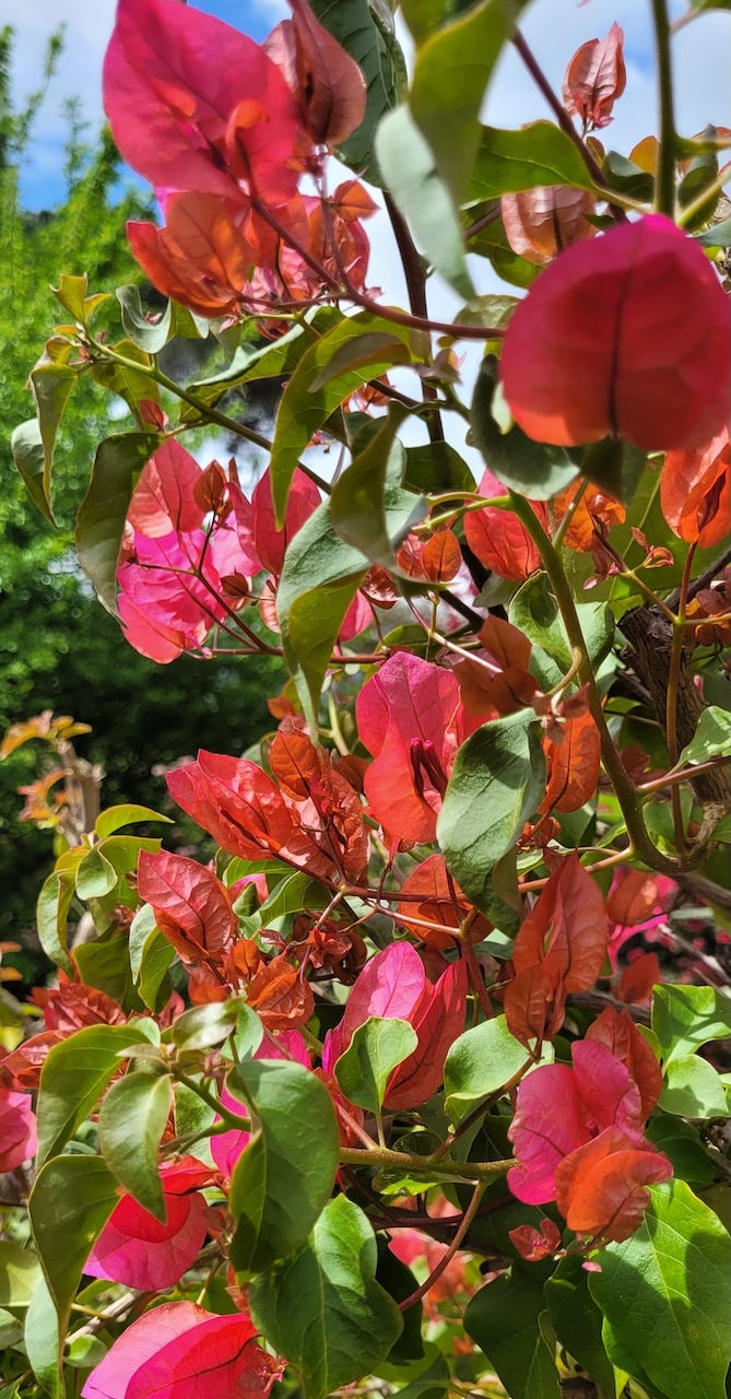 Bougainvillea Killie Campbell