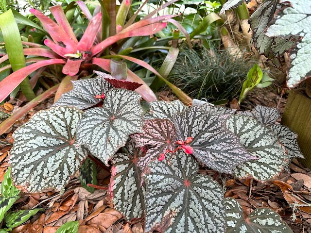 Begonia Little moon