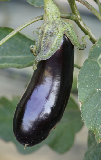Aubergine 'Black Beauty'